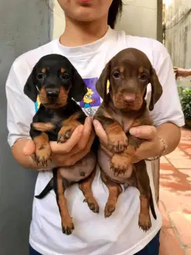 DIJUAL ANAK ANJING TEKEL