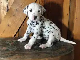 DIJUAL ANAK ANJING DALMATIAN