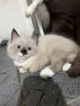 kitten persia himalaya