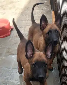 DIJUAL ANAK ANJING BELGIAN MALINOIS