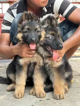 DIJUAL ANAK ANJING HERDER