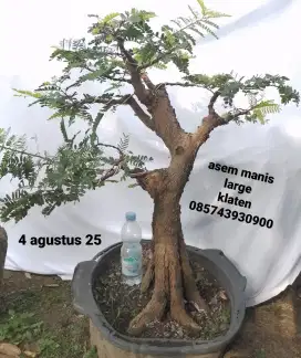 Bonsai bahan asem manis