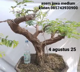 Bonsai asem jawa meliuk