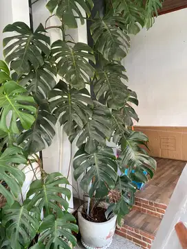 Jual Tanaman Monstera besar koleksi