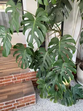 Jual tanaman monstera deliciosa
