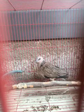 Burung tekukur kuk 4