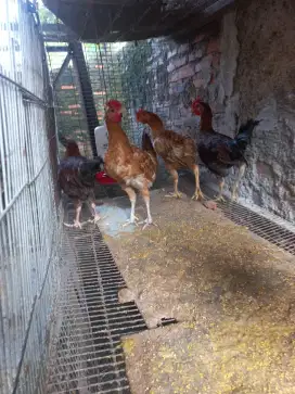 Ayam kampung jantan