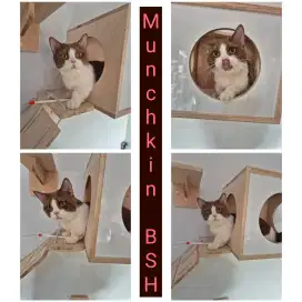 Munchkin British Cinamon Jantan
