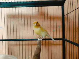 Kenari AF betina gacor sudah buang telur