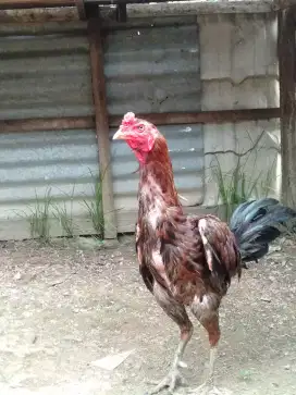 Jual ayam MANGGON SUPER(bulbi)