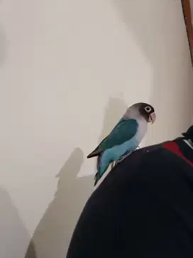 Hanya burung love bird jinak indor jantan tuker tambah barter