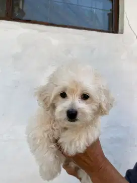 JUAL ANJING POM POODLE
