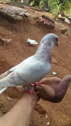 Burung dara Merpati