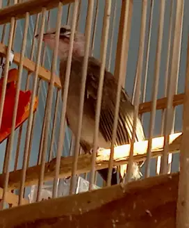 Anak Tunggal Cucak Rowo Hutan