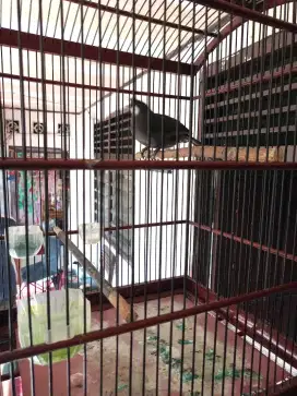 Poksai Hongkong gacor