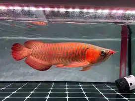 Ikan Arwana Super Red 50 cm up