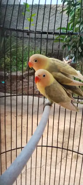 Burung lovebird