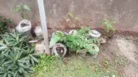 Bibit Mangga Kuini Super