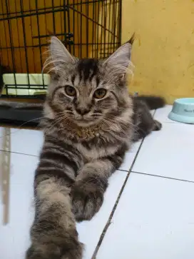 Maincoon Mix Kitten Jantan