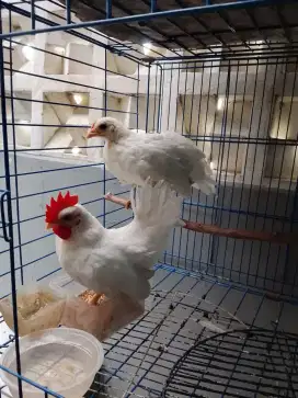 jual ayam kate 1 pasang ( 3bulan )