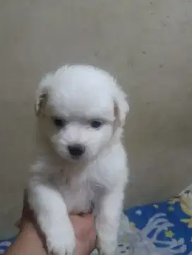 Anjing shitzhu mix pom