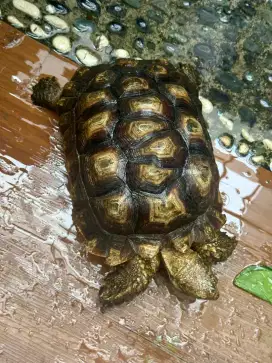 Sulcata Overscute uk 27cm