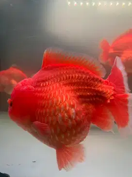 Ikan koki jumbo RW oranda