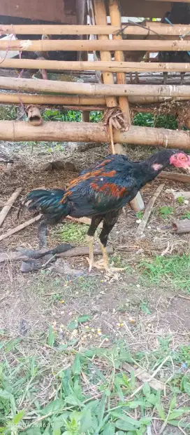 Ayam bangkok ternak sendiri