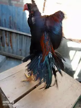 Ayam jantan siyam Ekor lidi