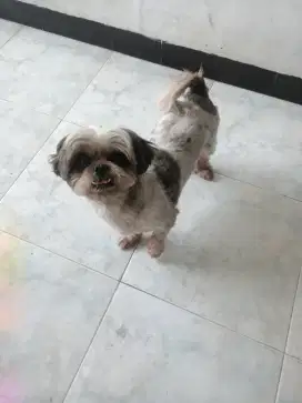 Sitzu asli betina