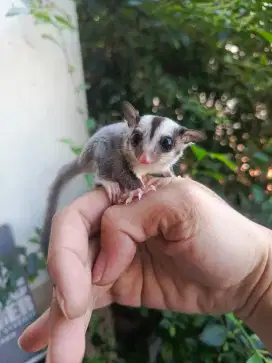 Sugar glider CG jantan joey