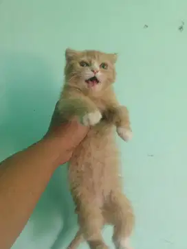 3 ekor Scottish Fold & Straight