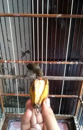 Jual burung baret merah kemade trotolan