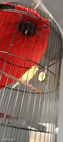 Burung kenari AF gacor