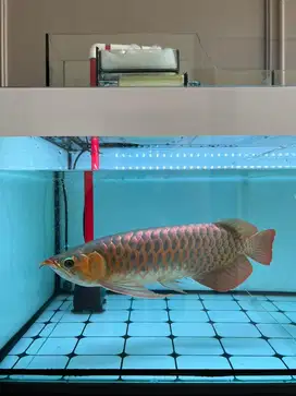 Ikan Arwana Super Red 45cm