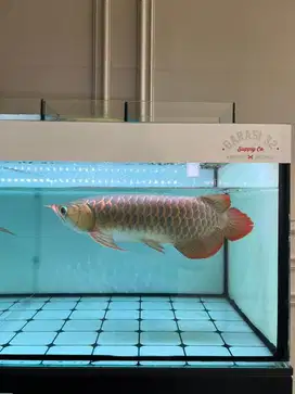 Ikan Arwana Super Red 45cm