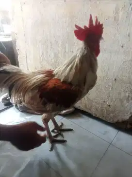 2 ekor ayam kampung jantan