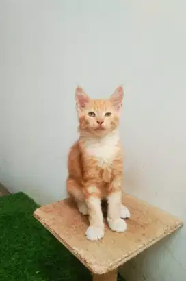 Kitten MaineCoon Betina Pure No mix. Induk ped Cfa Maine Coon