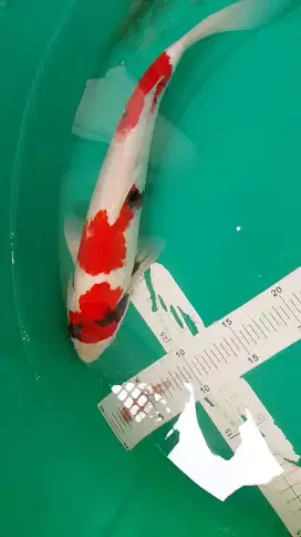 Ikan koi jenis Showa 32cm warna strong