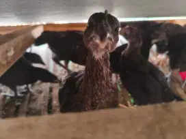 Anak ayam kampung 16 Ekor