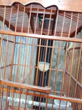 Di jual burung cibelek
