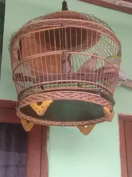 Burung Perkutut mocca ori jantan