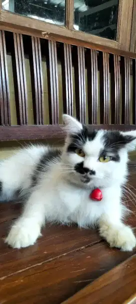 Kucing lucu hitam.putih hibah