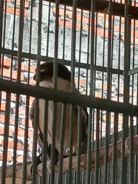 Monggo yg minat cendet jantan dada putih