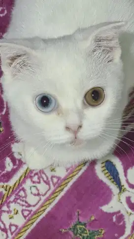 Scotish fold white solid odd eyes