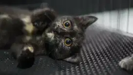 British Short Hair BSH Betina