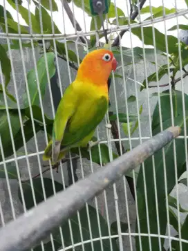 Lovebird love bird Biola green