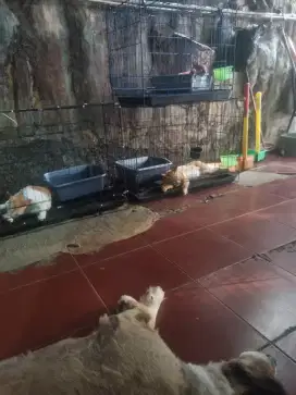Dicari Wanita single urus anjing kucing