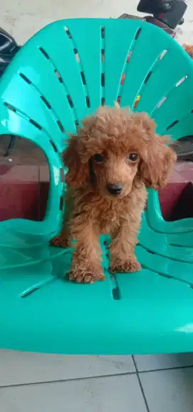 Anakan poodle betina 2 bulan lebih