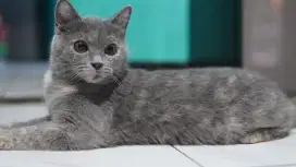 British Short Hair BSH